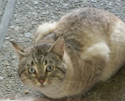 Maine Coon/Siamese cat looking up at camera through office window