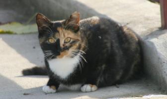 Misha on all fours, staring at the camera