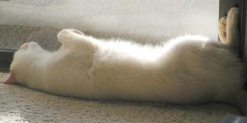 Marco on his back, paws in air, asleep