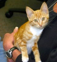 Cathy holding tabby cat