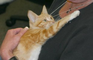 Kitten reaching its paw out to Cathy