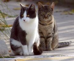 Jasper and Rocket