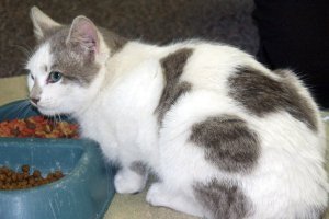 Roland at the foodbowl