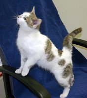 Front paws on arm of chair
