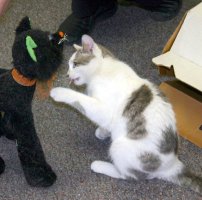 Battling a stuffed toy cat