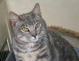 Male tabby