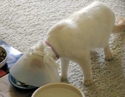 Marco w. Elizabethan collar, eating.