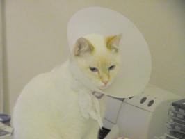 Marco w. Elizabethan collar.