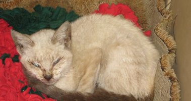 Rescued kitten in cage; eyes crusted over.