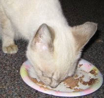 head down, eating from plate