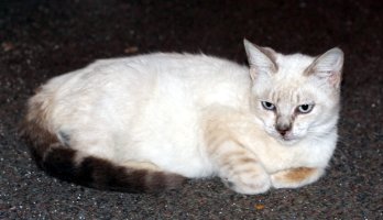 Lying down, looking slightly away from camera