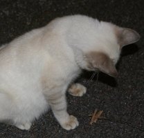 top view of cat showing coloration