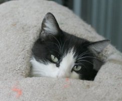 Tony, a black and white tuxedo cat, sticking head out of opening in cat tree