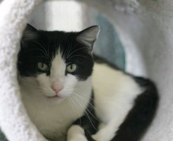 Tony resting in the tubular section of the cat tree
