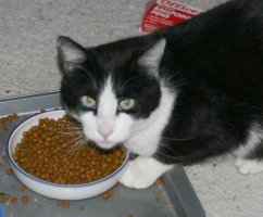 Tony at the foodbowl