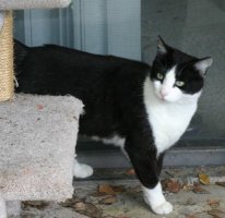 Tony walking next to the cat tree