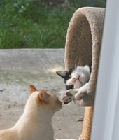 Marco looking at Tony in the cat tree