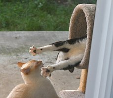 Marco looking at Tony in the cat tree