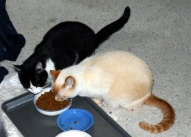 Tony and Marco at the foodbowl