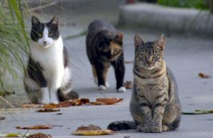 Jasper, Misha, and Rocket (left-to-right)