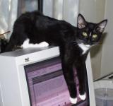 Zoe draped over the computer monitor.