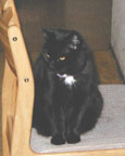 [black domestic shorthair]