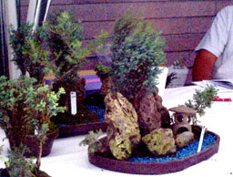 [bonsai plant]