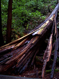 [Fallen tree]