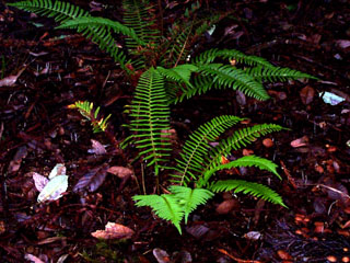 [ferns]