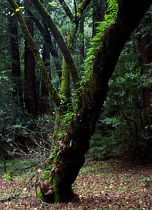 [Mossy tree]