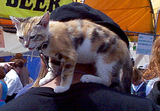 [kitten]