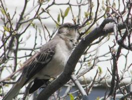 Closeup of grayish-brown bird with SCOTUS in background