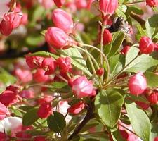 Red flower buds