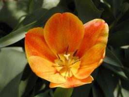 Orange flower