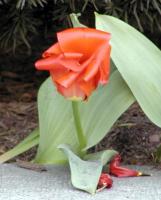 Single red tulip