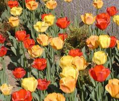 Yellow and red tulips