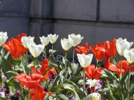 Red and white tulips