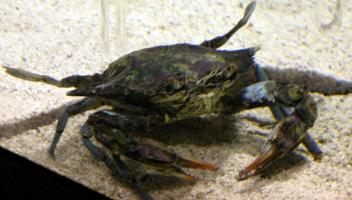 Blue Claw Crab