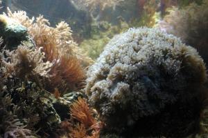 Coral
