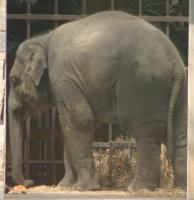 Side view of elephant