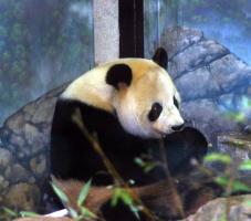 Giant panda, sitting