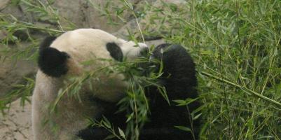 Giant panda eating bamboo