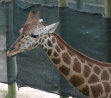 Giraffe standing