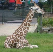 Giraffe lying down