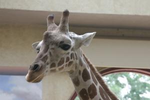 Closeup of Giraffe's head