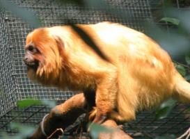 Golden Lion Tamarin