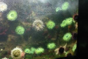 Many of the same kind of creature as in previous photo