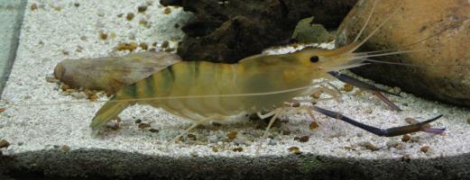 Something that looks like a large insect underwater