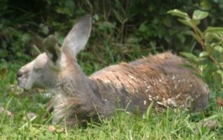 Red Kangaroo