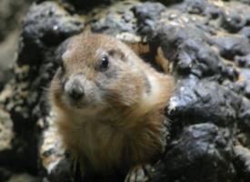 Prairie Dog